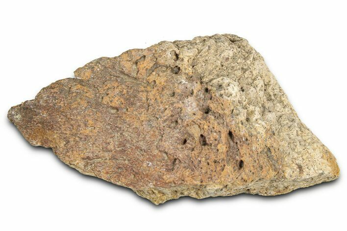 Dinosaur (Triceratops) Frill Shield Section - Montana #366622
